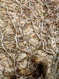 Tree Roots in Ancient Wall-dbvirago-Photographic Print