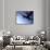 Dc-3 Airplane and Skydivers Zephyrhills, Florida, USA-null-Photographic Print displayed on a wall