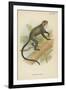 De Brazza's Guenon-null-Framed Giclee Print