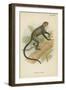 De Brazza's Guenon-null-Framed Giclee Print