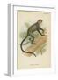 De Brazza's Guenon-null-Framed Giclee Print