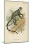 De Brazza's Guenon-null-Mounted Giclee Print