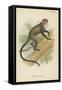 De Brazza's Guenon-null-Framed Stretched Canvas