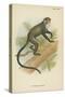 De Brazza's Guenon-null-Stretched Canvas