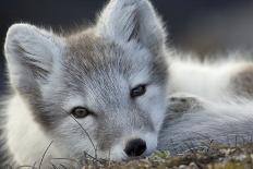 Young Svalbard Reindeer Rubbing its Head on Adults Back, Svalbard, Norway, July-de la-Photographic Print