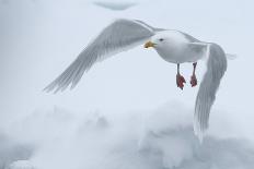 Polar Bear (Ursus Maritimus) Leaping from Sea Ice, Moselbukta, Svalbard, Norway, July 2008-de la-Photographic Print