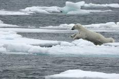 Polar Bear (Ursus Maritimus) Portrait, Svalbard, Norway, July 2008-de la-Photographic Print