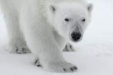 Polar Bear (Ursus Maritimus) Leaping from Sea Ice, Moselbukta, Svalbard, Norway, July 2008-de la-Framed Photographic Print