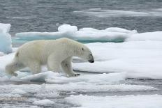 Polar Bear (Ursus Maritimus) Portrait, Svalbard, Norway, July 2008-de la-Framed Photographic Print