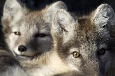 Arctic Fox (Alopex Lagopus) Portrait, Trygghamna, Svalbard, Norway, July-de la-Photographic Print