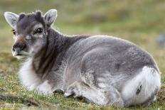 Young Svalbard Reindeer Rubbing its Head on Adults Back, Svalbard, Norway, July-de la-Photographic Print