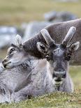 Young Svalbard Reindeer Rubbing its Head on Adults Back, Svalbard, Norway, July-de la-Photographic Print