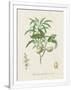 Gramercy White