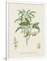 Gramercy White