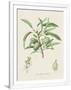 Gramercy White