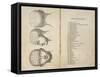 De Ville's Phrenological Head Seen from Front Side and Back-null-Framed Stretched Canvas