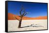 Dead Acacia Tree in Sossusvlei Pan, Namibia-Checco-Framed Stretched Canvas