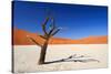 Dead Acacia Tree in Sossusvlei Pan, Namibia-Checco-Stretched Canvas