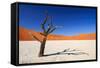 Dead Acacia Tree in Sossusvlei Pan, Namibia-Checco-Framed Stretched Canvas