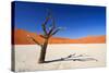 Dead Acacia Tree in Sossusvlei Pan, Namibia-Checco-Stretched Canvas