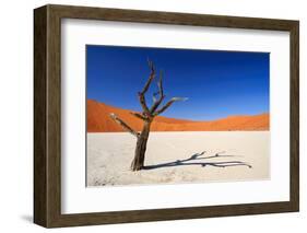 Dead Acacia Tree in Sossusvlei Pan, Namibia-Checco-Framed Photographic Print