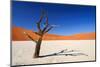 Dead Acacia Tree in Sossusvlei Pan, Namibia-Checco-Mounted Photographic Print