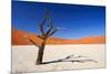 Dead Acacia Tree in Sossusvlei Pan, Namibia-Checco-Mounted Photographic Print