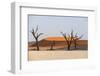 Dead Acacia Trees Silhouetted Against Sand Dunes at Deadvlei, Namib-Naukluft Park, Namibia, Africa-Alex Treadway-Framed Photographic Print