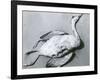 Dead Bird and Sand, 1967-Brett Weston-Framed Photographic Print