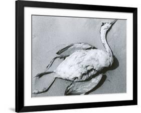 Dead Bird and Sand, 1967-Brett Weston-Framed Photographic Print