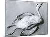 Dead Bird and Sand, 1967-Brett Weston-Mounted Photographic Print