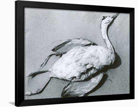Dead Bird and Sand, 1967-Brett Weston-Framed Photographic Print