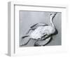 Dead Bird and Sand, 1967-Brett Weston-Framed Photographic Print