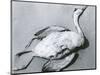 Dead Bird and Sand, 1967-Brett Weston-Mounted Photographic Print