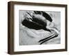 Dead Bird and Sand, Pelican, Baja California, 1969-Brett Weston-Framed Photographic Print