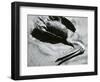 Dead Bird and Sand, Pelican, Baja California, 1969-Brett Weston-Framed Photographic Print