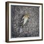 Dead Bird-Clive Nolan-Framed Photographic Print