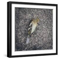 Dead Bird-Clive Nolan-Framed Photographic Print