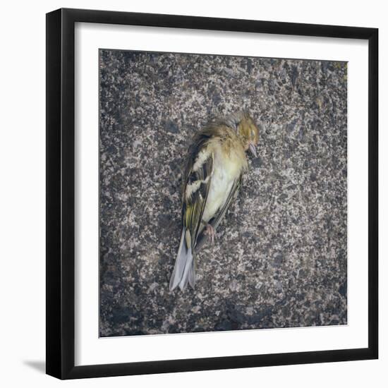 Dead Bird-Clive Nolan-Framed Photographic Print