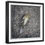 Dead Bird-Clive Nolan-Framed Photographic Print