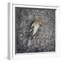 Dead Bird-Clive Nolan-Framed Photographic Print