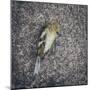 Dead Bird-Clive Nolan-Mounted Photographic Print