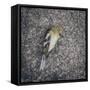 Dead Bird-Clive Nolan-Framed Stretched Canvas