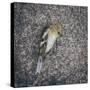Dead Bird-Clive Nolan-Stretched Canvas