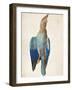 Dead Blue Roller, 1500 (Or 151)-Albrecht Dürer-Framed Giclee Print