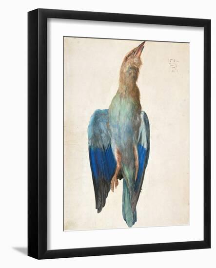 Dead Blue Roller, 1500 (Or 151)-Albrecht Dürer-Framed Giclee Print