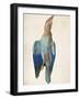 Dead Blue Roller, 1500 (Or 151)-Albrecht Dürer-Framed Giclee Print