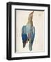 Dead Blue Roller, 1500 (Or 151)-Albrecht Dürer-Framed Premium Giclee Print