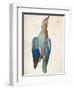 Dead Blue Roller, 1500 (Or 151)-Albrecht Dürer-Framed Premium Giclee Print