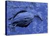 Dead Bluebill Duck, Lying on Its Side, Eyes Open, in an Oil Spill from Greek Tanker Delian Apollon-George Silk-Stretched Canvas